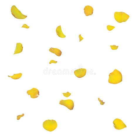 Yellow Rose Petals are Falling Down. Stock Vector - Illustration of realistic, detailed: 114358337