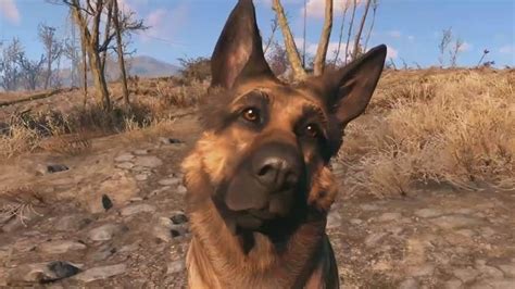 Fallout 4: How to Find Dogmeat