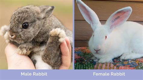 Male Vs Female Rabbits: Key Differences Which Is Better?, 55% OFF