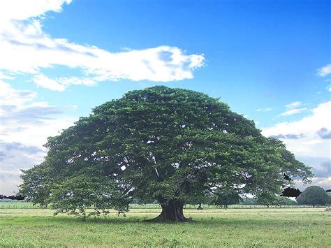 El Guanacaste, árbol nacional | Costa Rica 2006 | Flickr