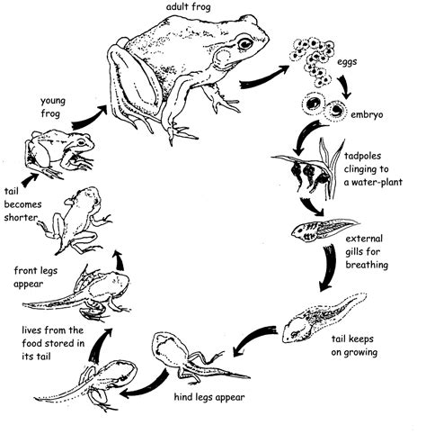 Pin by Allie Wait on School | Tadpole life cycle, Life cycles, Lifecycle of a frog