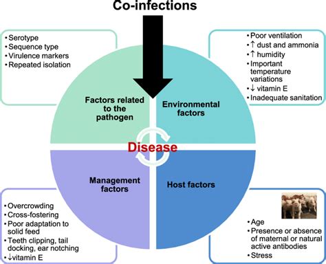 Factors influencing the appearance of clinical signs of Streptococcus ...