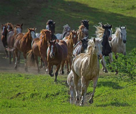 Herd Running Photograph by Patricia Teel - Pixels