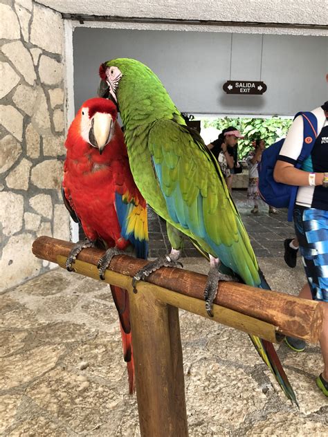 Lapa roja y verde #animal #tropical #cancun #xcaret | Pajaros, Especies ...