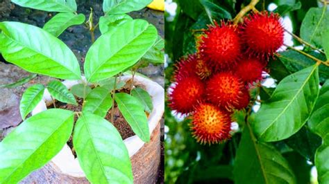 How to Grow Rambutan Tree from Seed / Rambutan Tree growing / Beautiful ...