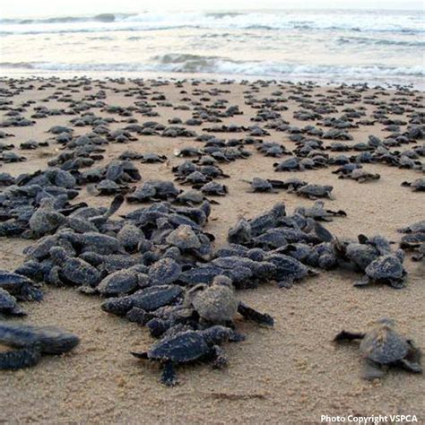 Protect Sea Turtle Nesting Sites in India : The Rainforest Site | Sea turtle, Olive ridley ...