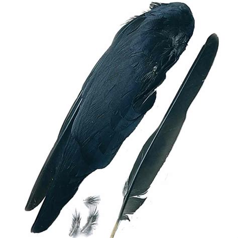 Crow Wings | troutcatchers