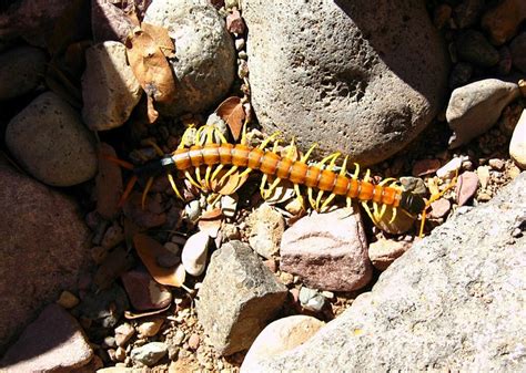 Giant Desert Centipede | Phylum Arthropoda - Arthropods Subp… | Flickr ...