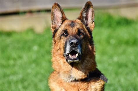 German Shepherd Tips: How To Have A Harmonious Life With Your GSD - Royvon Dog Training & Hotels