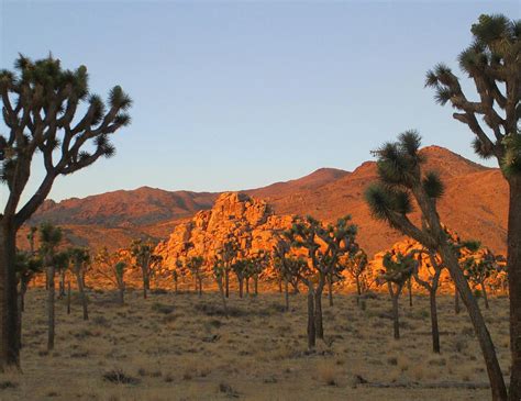 Sunrise At Joshua Tree Photograph by Randall Weidner | Fine Art America