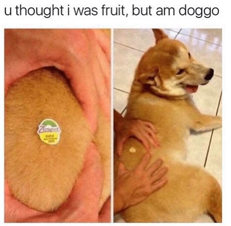 Much bamboozle ... such wow : r/memes