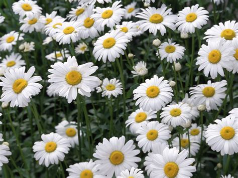 wallpaper: Oxeye Daisies wallpaper