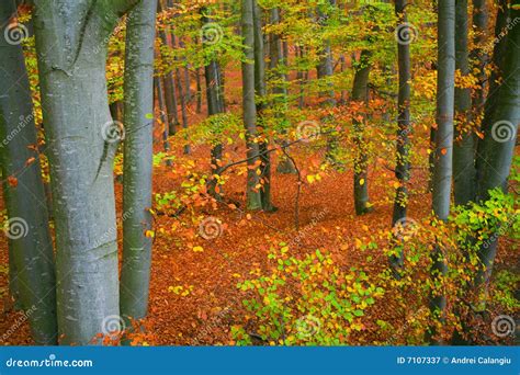 Fall forest colors stock image. Image of landscape, beech - 7107337