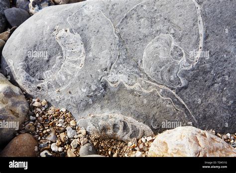 Jurassic coast fossils hi-res stock photography and images - Alamy