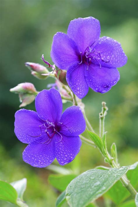 How to Care for a Tibouchina Plant | Hunker