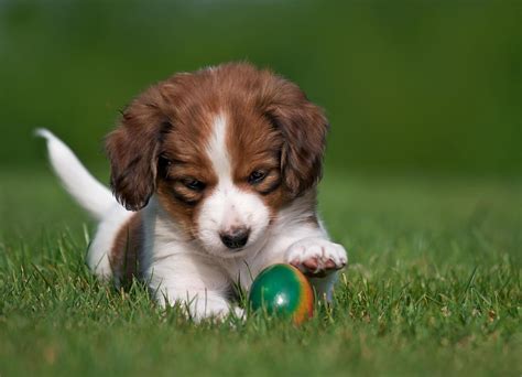 Kooikerhondje, dog, puppy, ball, playful wallpaper | other | Wallpaper ...