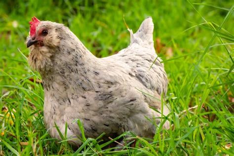 Ameraucana: Chicken Breed Information and Owner’s Guide | Chickens And More