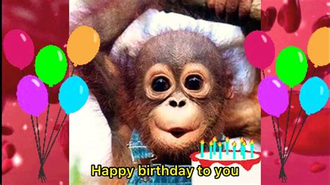 Monkey Singing Happy Birthday To You Song Funny - YouTube
