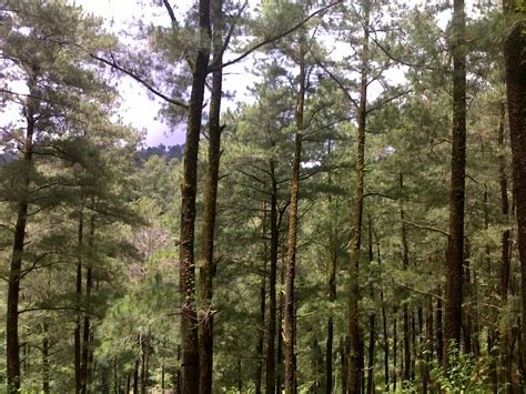 Hutan Pinus Contoh Ekosistem Taiga | @itaaRKS 'Blog