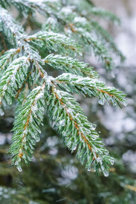 Winter Forest, Spruce Branches Covered with Snow. Stock Photo - Image of covered, sunlight: 77736422