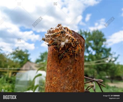 Wasp Species Polished Image & Photo (Free Trial) | Bigstock