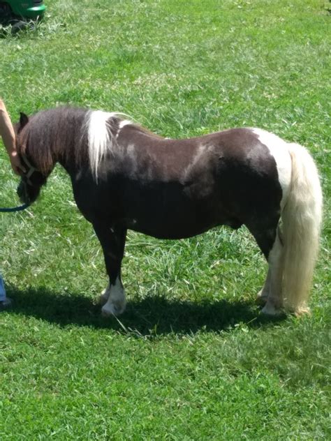 Miniature Horse Horses For Sale | Owingsville, KY #278823