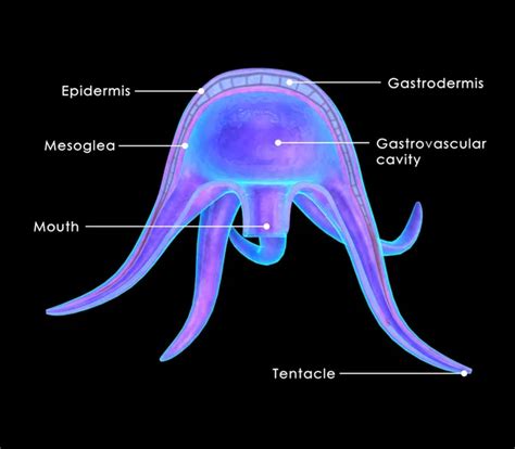 Physalia Diagram