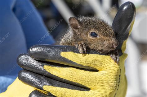 Rescued baby squirrel - Stock Image - C047/6234 - Science Photo Library