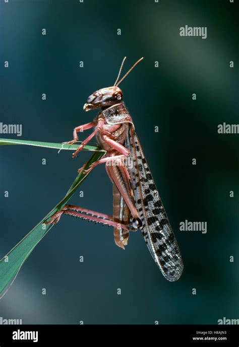 Desert Locust (Schistocerca gregaria) swarm phase Stock Photo - Alamy