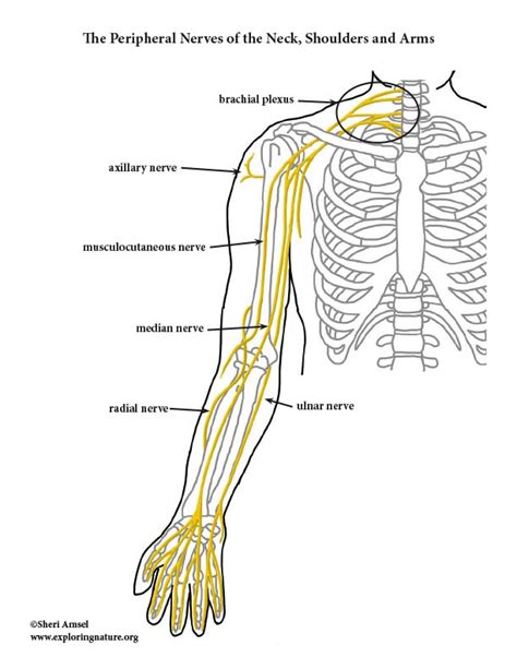 Nerves of the Upper Limb - Color Diagram