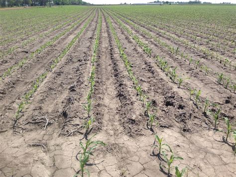 Early Corn at The Farm Research Center – BigYield