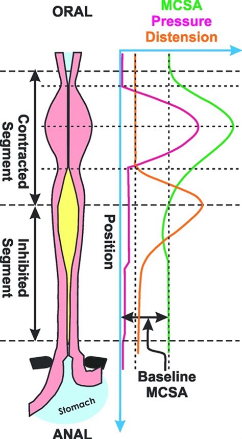 Peristalsis function, where peristalsis occurs & peristalsis in the digestive tract