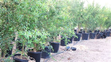 Pomegranate — California Tropical Fruit Tree Nursery