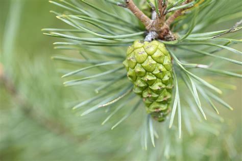 Pine Pollen As an Herbal Remedy: Does It Work?