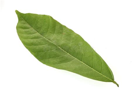 Cacao Tree Long Leaves on White Stock Image - Image of cacao, agriculture: 135219979