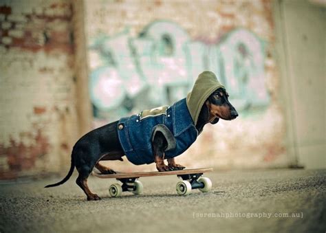 How Photographers Have Elevated Pet Photography Into an Art Form