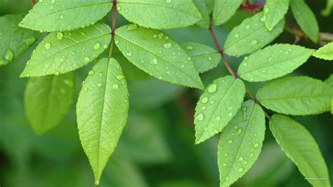 Green Leaves Wallpapers | PixelsTalk.Net