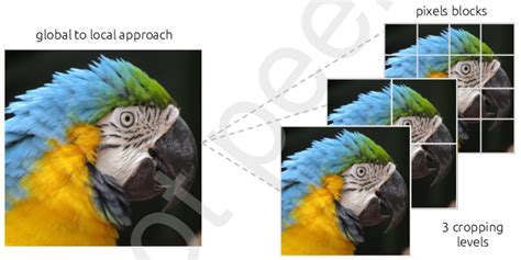 Basic cropping procedure. | Download Scientific Diagram