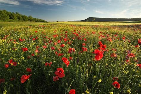 Premium Photo | Spring flowers in meadow Beautiful landscapes