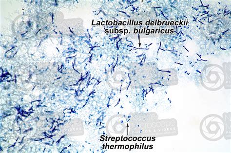 Lactobacillus delbrueckii subsp bulgaricus e Streptococcus thermophilus ...