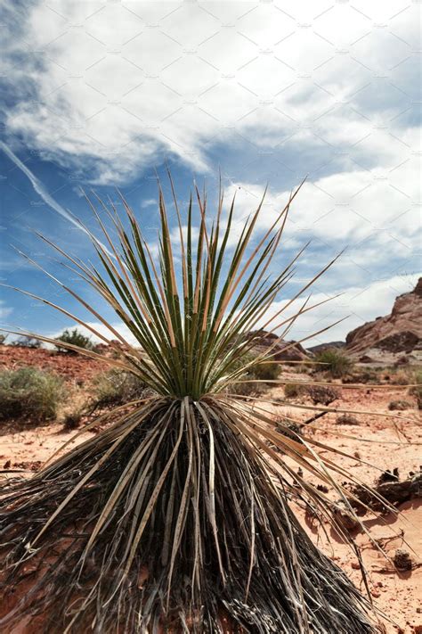 Closeup of Yucca plant in desert | Yucca plant, Yucca, Plants