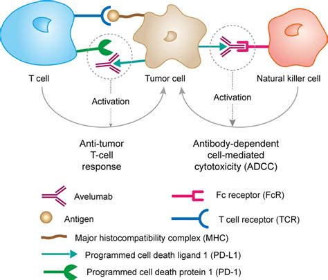 | Mechanism of action of Avelumab. PD-L1 may be expressed on tumor ...