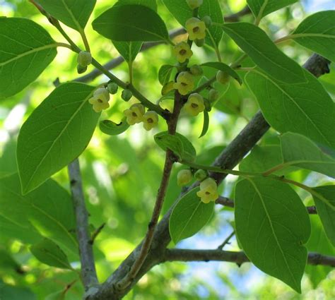 Diospyros virginiana - male plant | Plants, Plant leaves, Persimmon