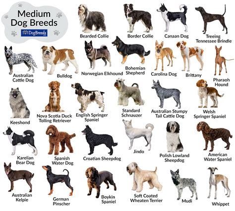 List of Medium-Sized Dog Breeds with Pictures in 2024 | Dog breeds ...