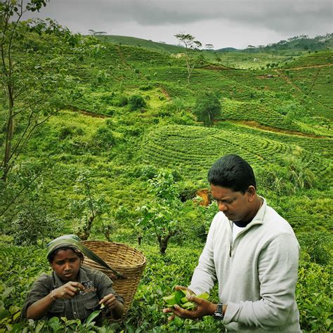 Premium Ceylon Tea - Southwales International