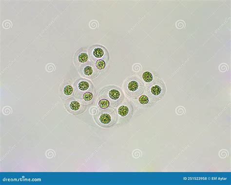 298 Algae Cyanobacteria Under Microscope Stock Photos - Free & Royalty ...