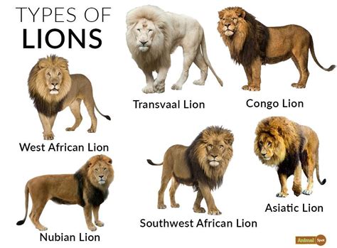 Lion Facts, Types, Diet, Reproduction, Classification, Pictures | Lion species, Lion facts ...