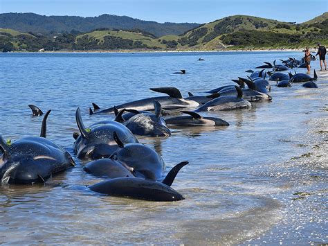 New Zealand whale strandings 'linked to ocean warming'