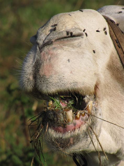 Mouth, Lip And Teeth Camel Free Stock Photo - Public Domain Pictures