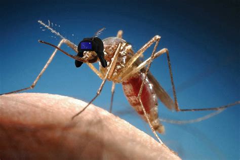 Bloodletting worsens during Alaska's legendary mosquito infestation ...